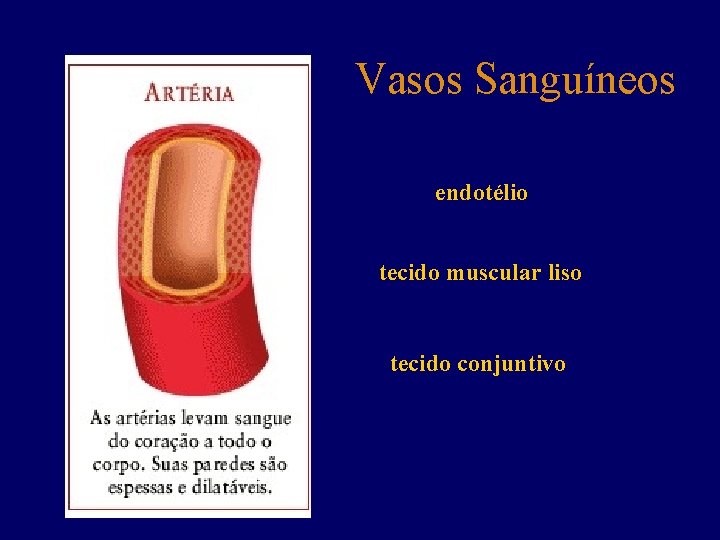 Vasos Sanguíneos endotélio tecido muscular liso tecido conjuntivo 