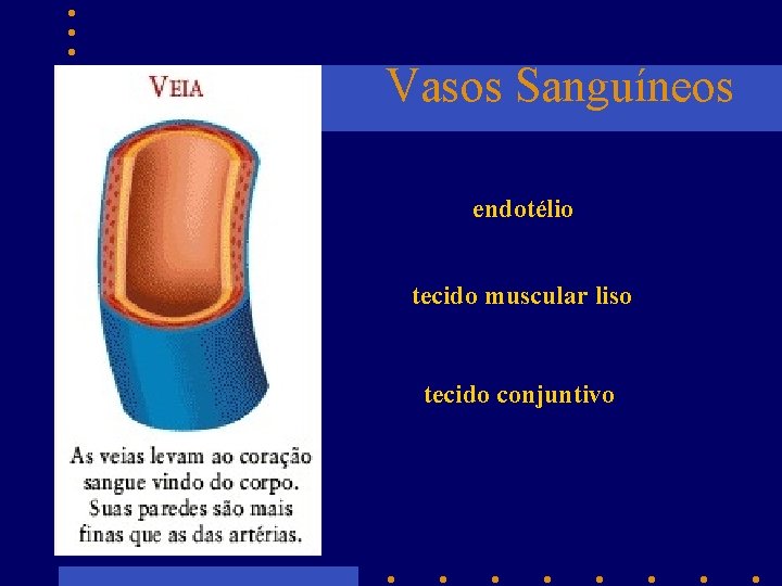 Vasos Sanguíneos endotélio tecido muscular liso tecido conjuntivo 