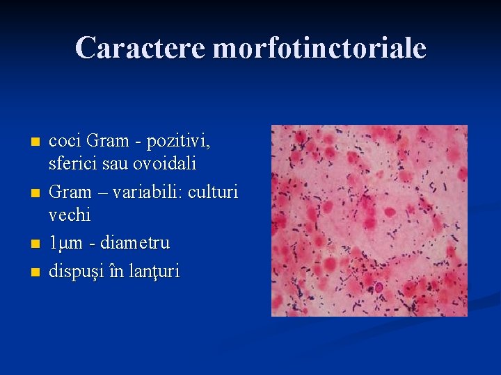 Caractere morfotinctoriale n n coci Gram - pozitivi, sferici sau ovoidali Gram – variabili: