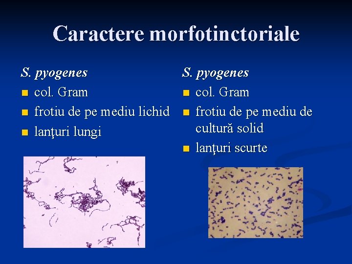 Caractere morfotinctoriale S. pyogenes n col. Gram n frotiu de pe mediu lichid n