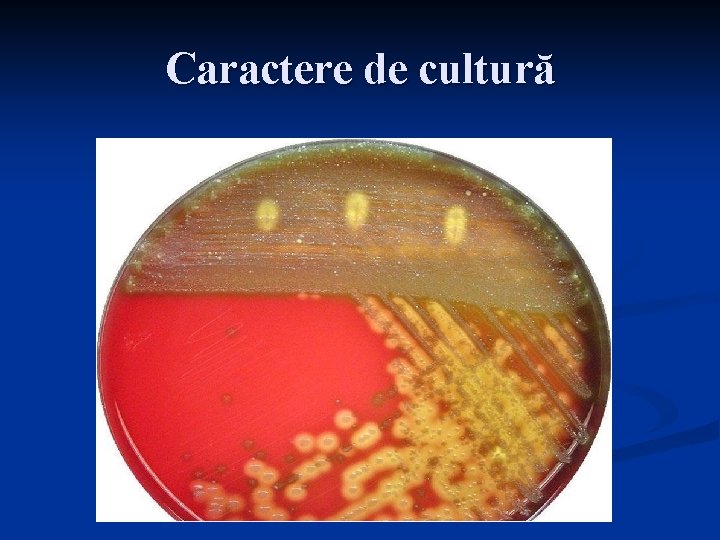 Caractere de cultură 