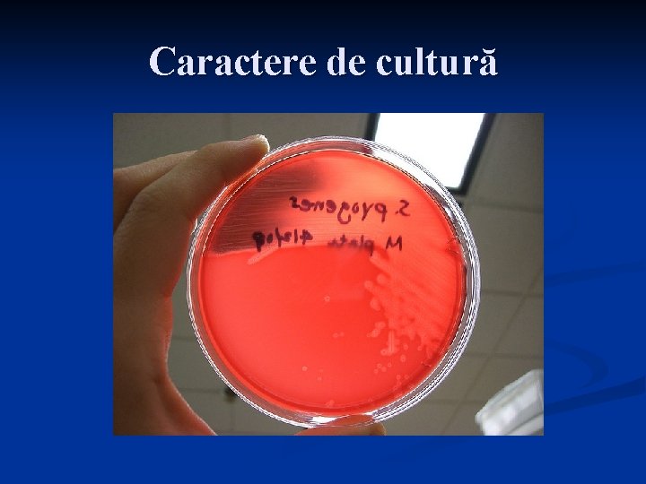 Caractere de cultură 
