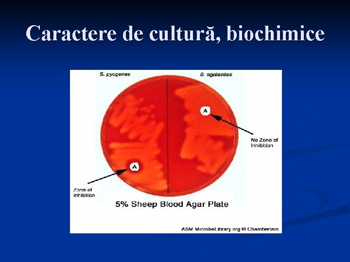 Caractere de cultură, biochimice 