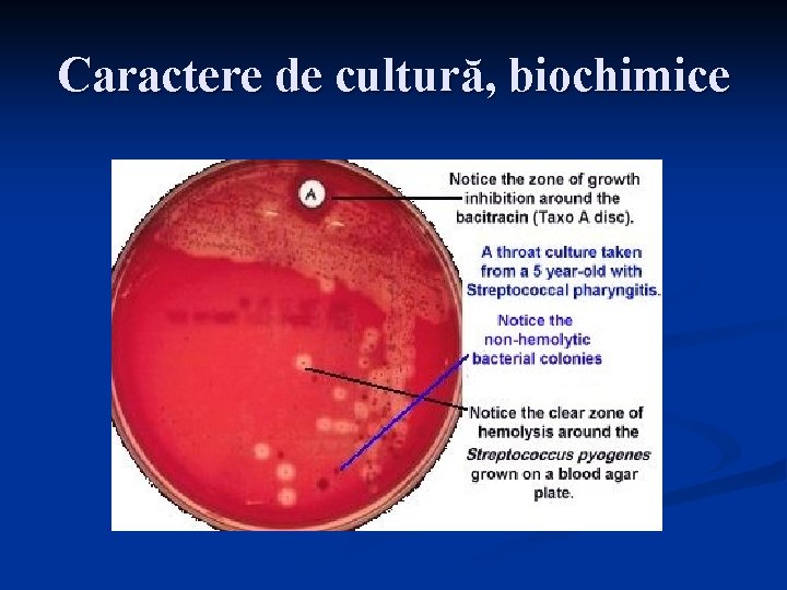 Caractere de cultură, biochimice 