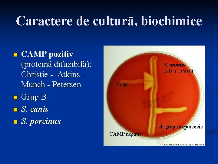 Caractere de cultură, biochimice n n CAMP pozitiv (proteină difuzibilă): Christie - Atkins –