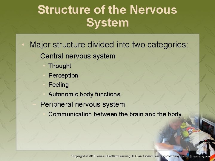 Structure of the Nervous System • Major structure divided into two categories: − Central