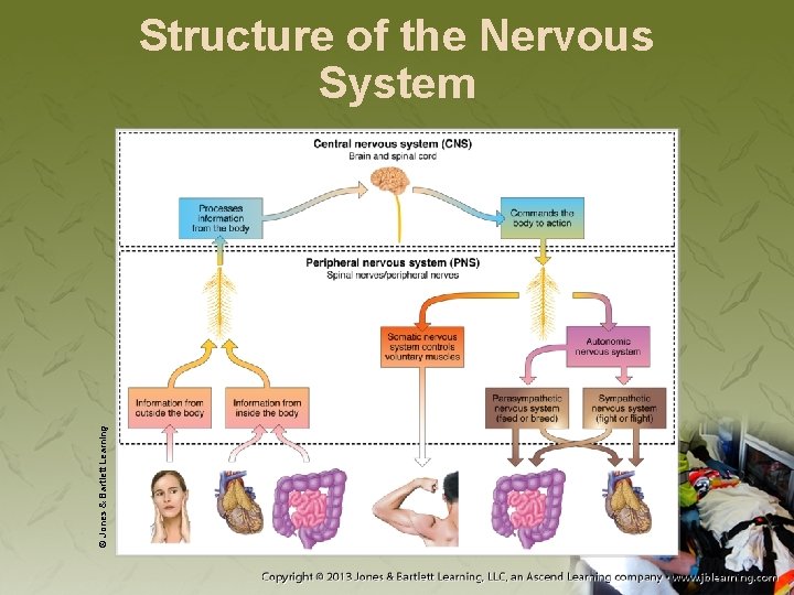 © Jones & Bartlett Learning Structure of the Nervous System 