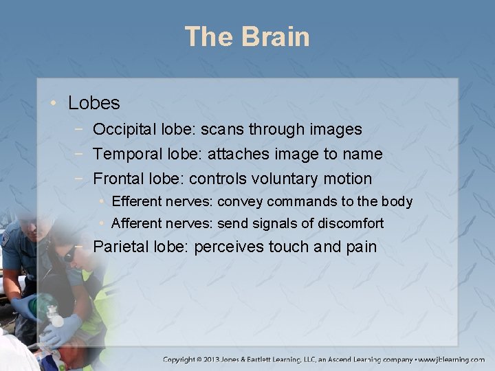 The Brain • Lobes − Occipital lobe: scans through images − Temporal lobe: attaches