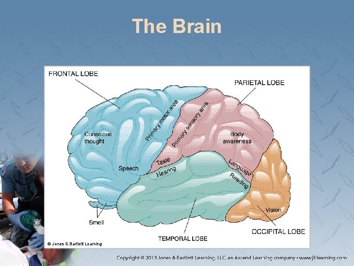 The Brain © Jones & Bartlett Learning 