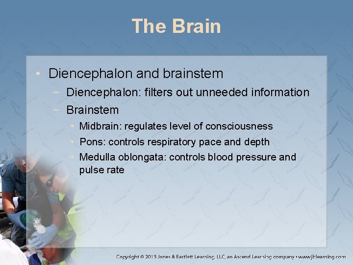 The Brain • Diencephalon and brainstem − Diencephalon: filters out unneeded information − Brainstem