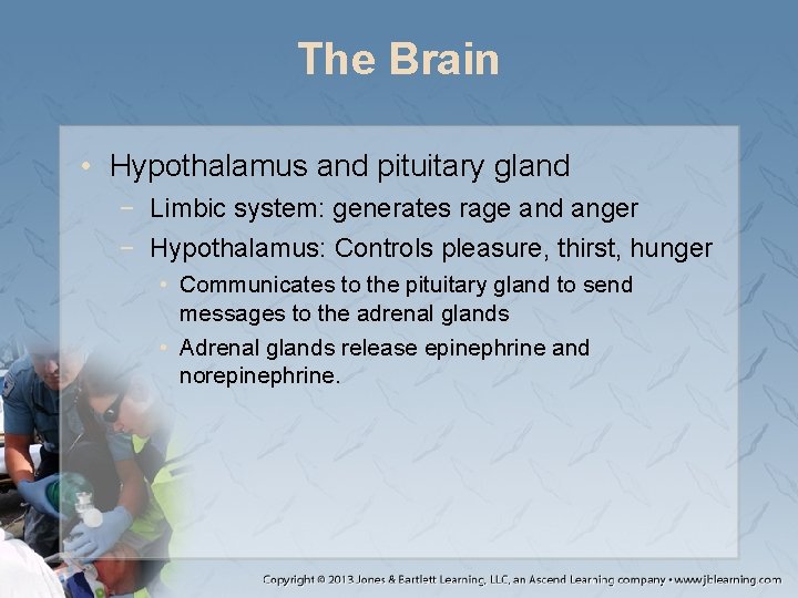 The Brain • Hypothalamus and pituitary gland − Limbic system: generates rage and anger