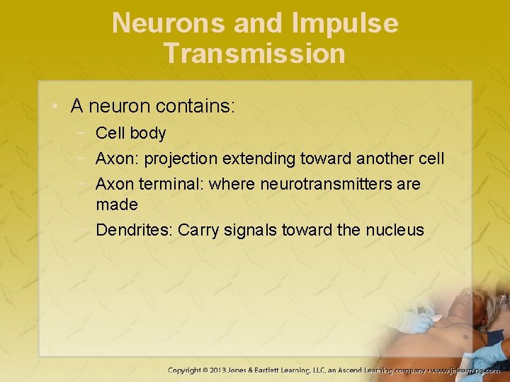 Neurons and Impulse Transmission • A neuron contains: − Cell body − Axon: projection