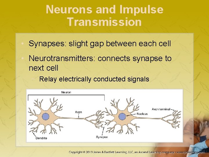 Neurons and Impulse Transmission • Synapses: slight gap between each cell • Neurotransmitters: connects