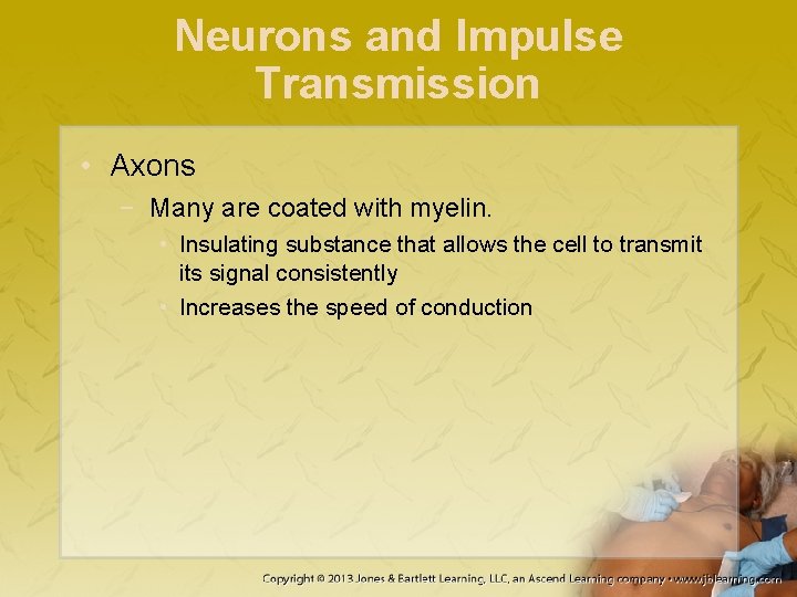 Neurons and Impulse Transmission • Axons − Many are coated with myelin. • Insulating