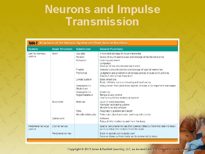 Neurons and Impulse Transmission 