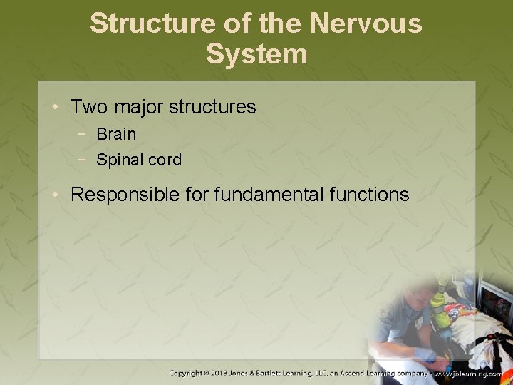 Structure of the Nervous System • Two major structures − Brain − Spinal cord