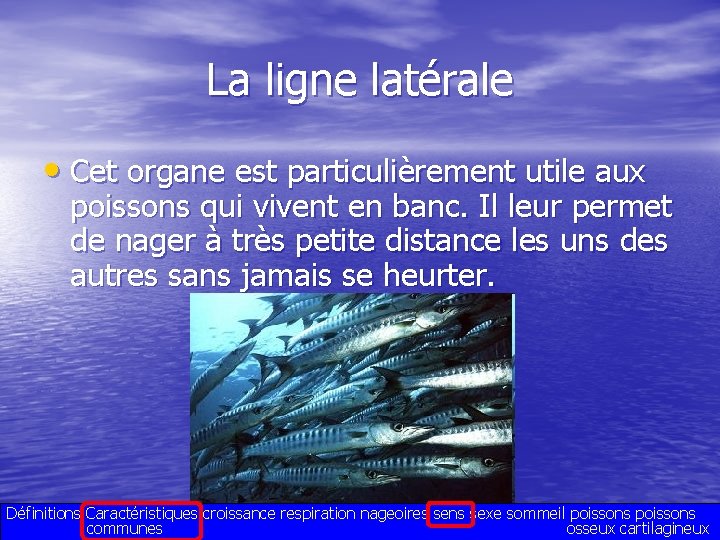 La ligne latérale • Cet organe est particulièrement utile aux poissons qui vivent en