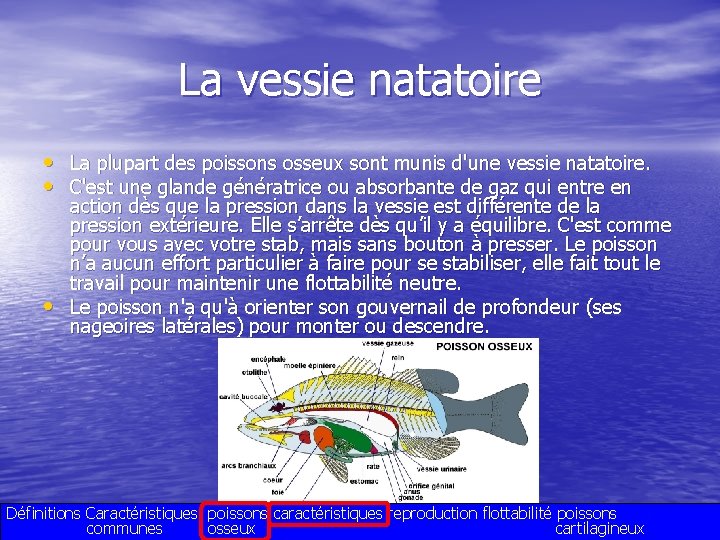 La vessie natatoire • La plupart des poissons osseux sont munis d'une vessie natatoire.