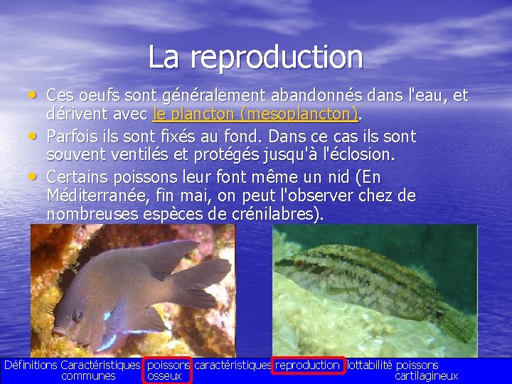 La reproduction • Ces oeufs sont généralement abandonnés dans l'eau, et • • dérivent