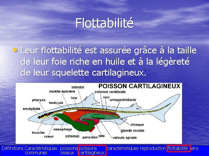 Flottabilité • Leur flottabilité est assurée grâce à la taille de leur foie riche