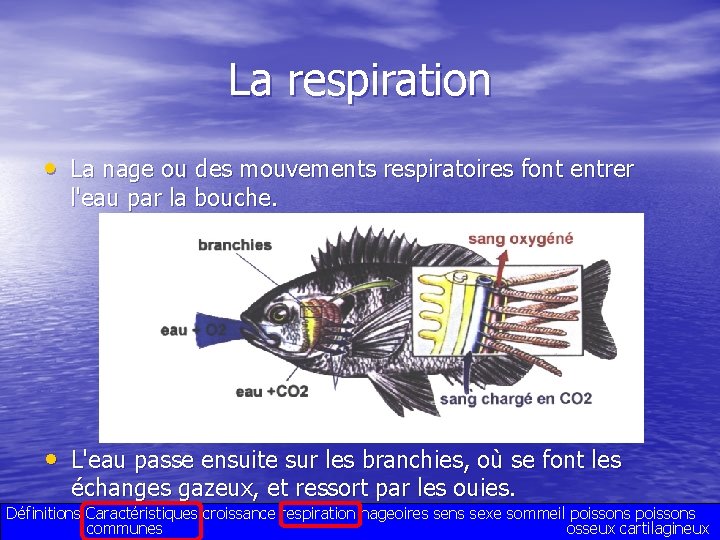 La respiration • La nage ou des mouvements respiratoires font entrer l'eau par la