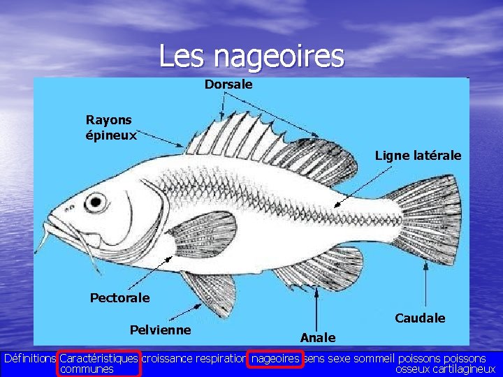 Les nageoires Dorsale Rayons épineux Ligne latérale Pectorale Pelvienne Caudale Anale Définitions Caractéristiques croissance