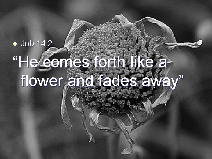l Job 14: 2 “He comes forth like a flower and fades away” 