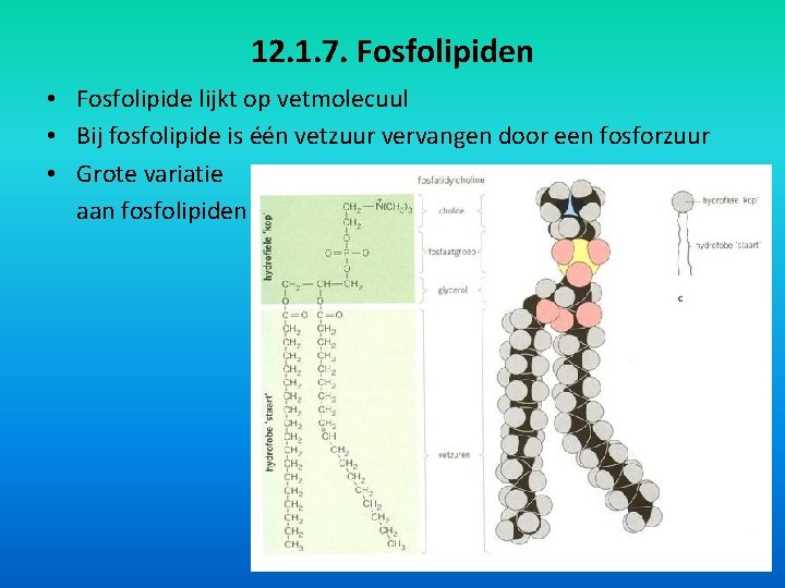 12. 1. 7. Fosfolipiden • Fosfolipide lijkt op vetmolecuul • Bij fosfolipide is één