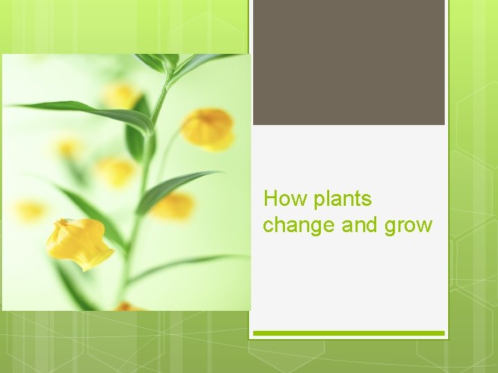 How plants change and grow 