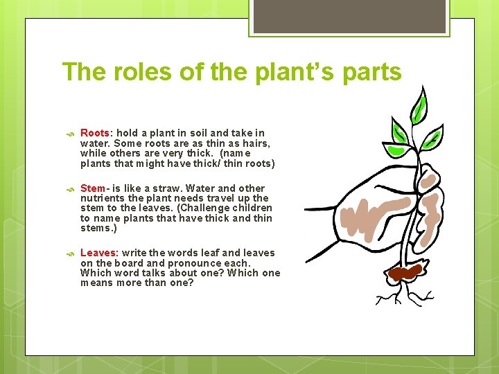 The roles of the plant’s parts Roots: hold a plant in soil and take