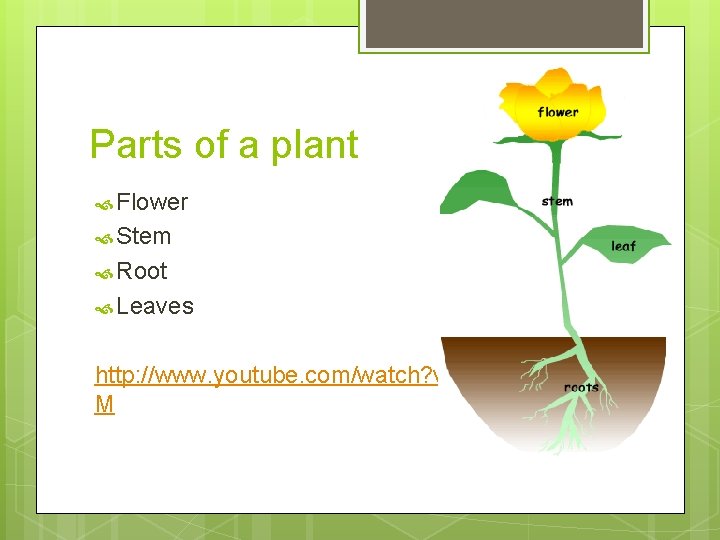 Parts of a plant Flower Stem Root Leaves http: //www. youtube. com/watch? v=Af. Tp