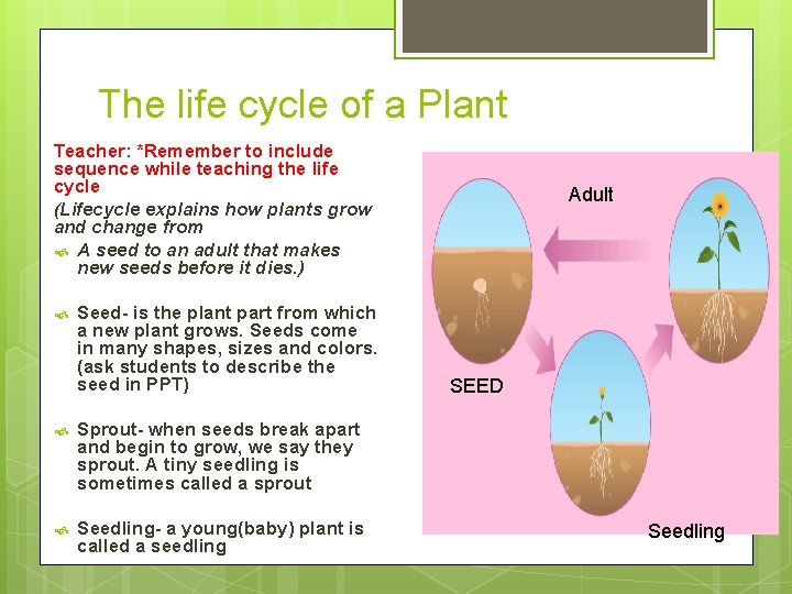 The life cycle of a Plant Teacher: *Remember to include sequence while teaching the