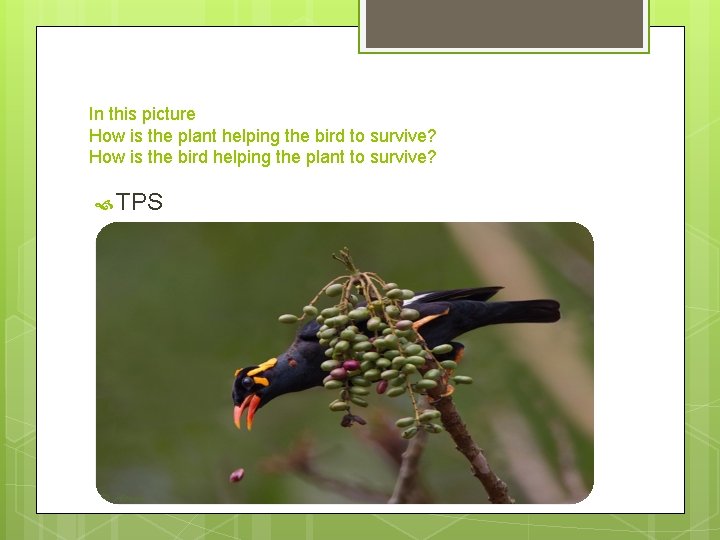 In this picture How is the plant helping the bird to survive? How is