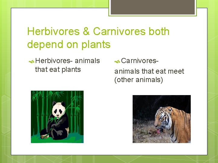 Herbivores & Carnivores both depend on plants Herbivores- animals that eat plants Carnivores- animals