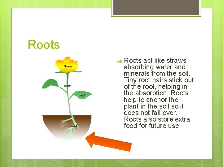 Roots act like straws absorbing water and minerals from the soil. Tiny root hairs