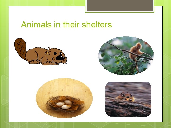 Animals in their shelters 