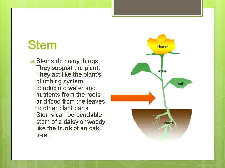 Stem Stems do many things. They support the plant. They act like the plant's