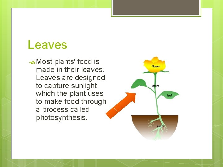 Leaves Most plants' food is made in their leaves. Leaves are designed to capture