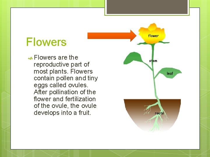 Flowers are the reproductive part of most plants. Flowers contain pollen and tiny eggs