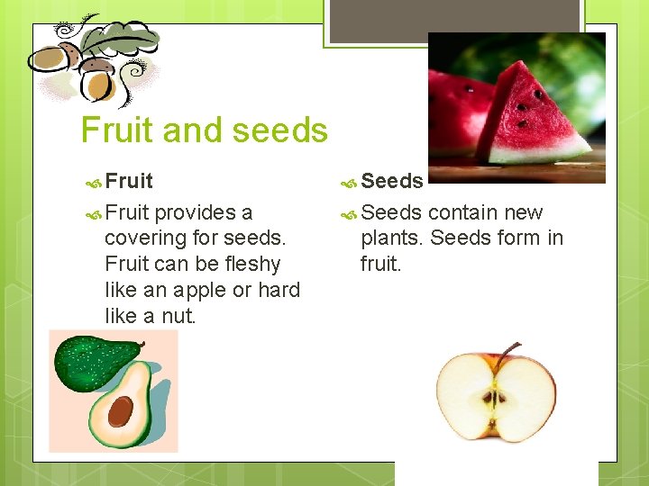 Fruit and seeds Fruit Seeds Fruit provides a Seeds contain new covering for seeds.