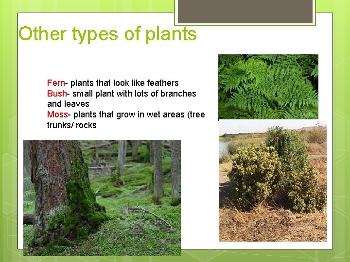 Other types of plants Fern- plants that look like feathers Bush- small plant with