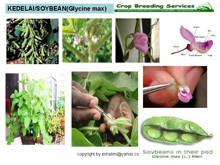 KEDELAI/SOYBEAN(Glycine max) copyright by eshalimi@yahoo. com 