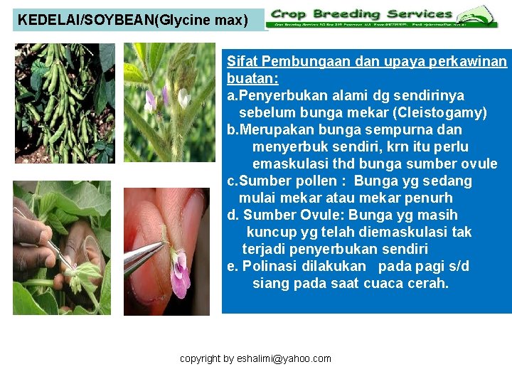 KEDELAI/SOYBEAN(Glycine max) Sifat Pembungaan dan upaya perkawinan buatan: a. Penyerbukan alami dg sendirinya sebelum