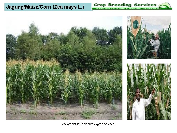 Jagung/Maize/Corn (Zea mays L. ) copyright by eshalimi@yahoo. com 