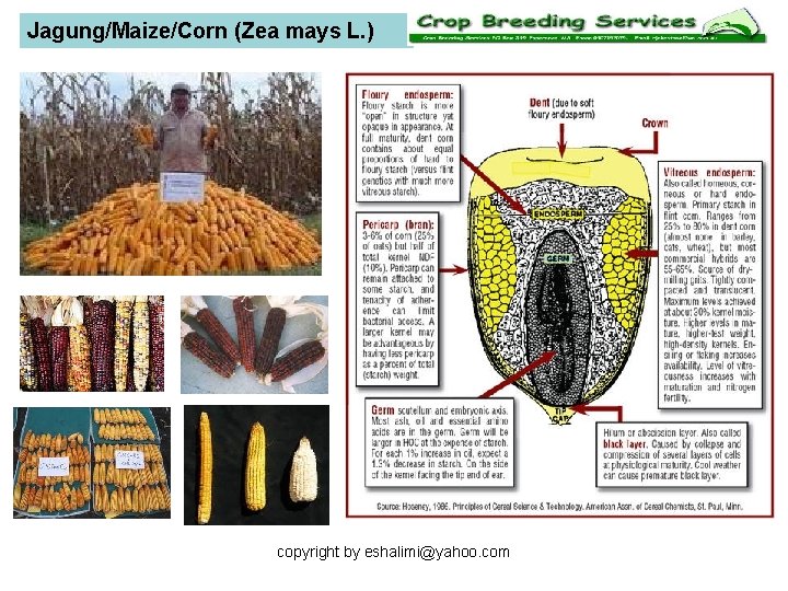 Jagung/Maize/Corn (Zea mays L. ) copyright by eshalimi@yahoo. com 