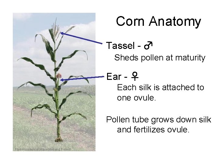 Corn Anatomy Tassel - ♂ Sheds pollen at maturity Ear - ♀ Each silk