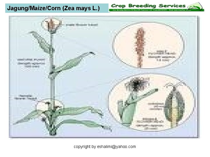 Jagung/Maize/Corn (Zea mays L. ) copyright by eshalimi@yahoo. com 