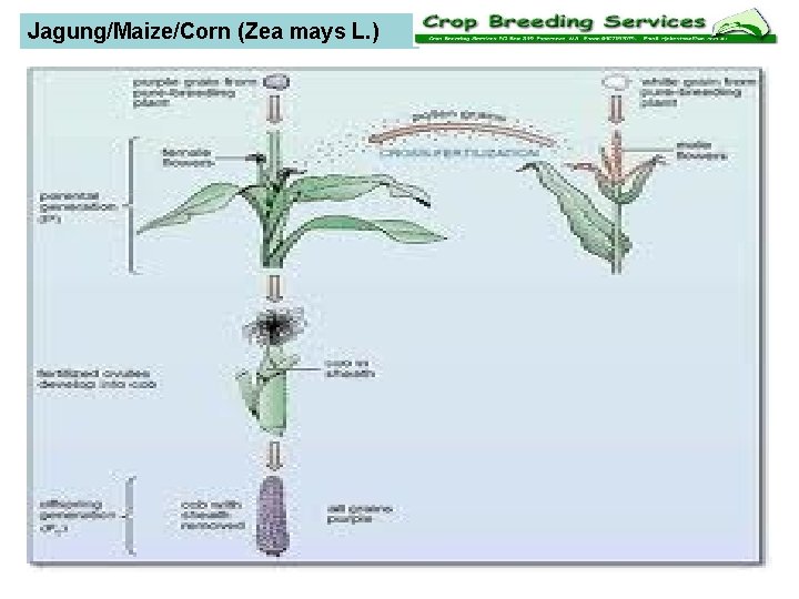 Jagung/Maize/Corn (Zea mays L. ) copyright by eshalimi@yahoo. com 