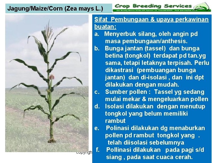 Jagung/Maize/Corn (Zea mays L. ) Sifat Pembungaan & upaya perkawinan buatan: a. Menyerbuk silang,