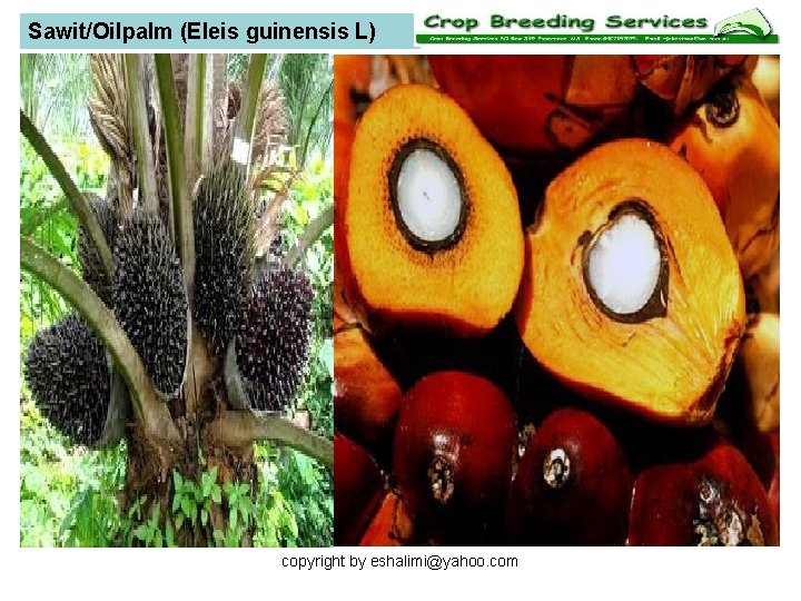 Sawit/Oilpalm (Eleis guinensis L) copyright by eshalimi@yahoo. com 